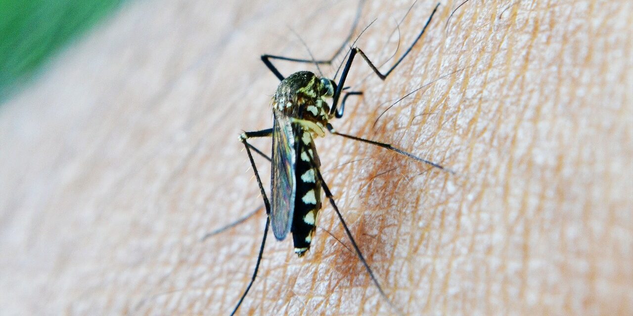mosquito-213806_1280