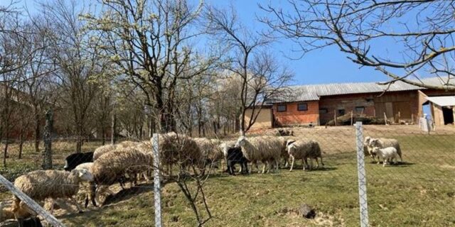 ovce hađer
