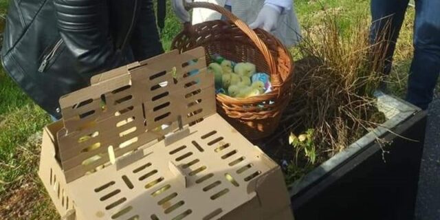 pilići
