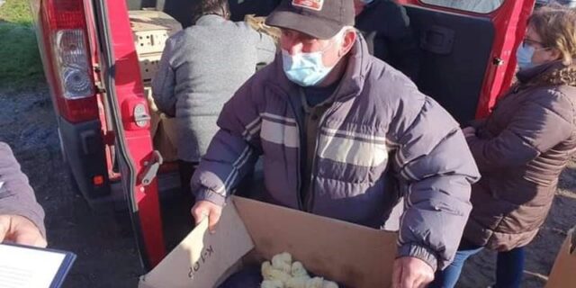 pilići lekenik