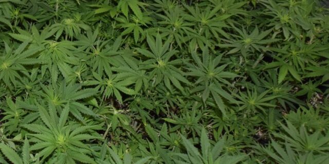 droga marihuana