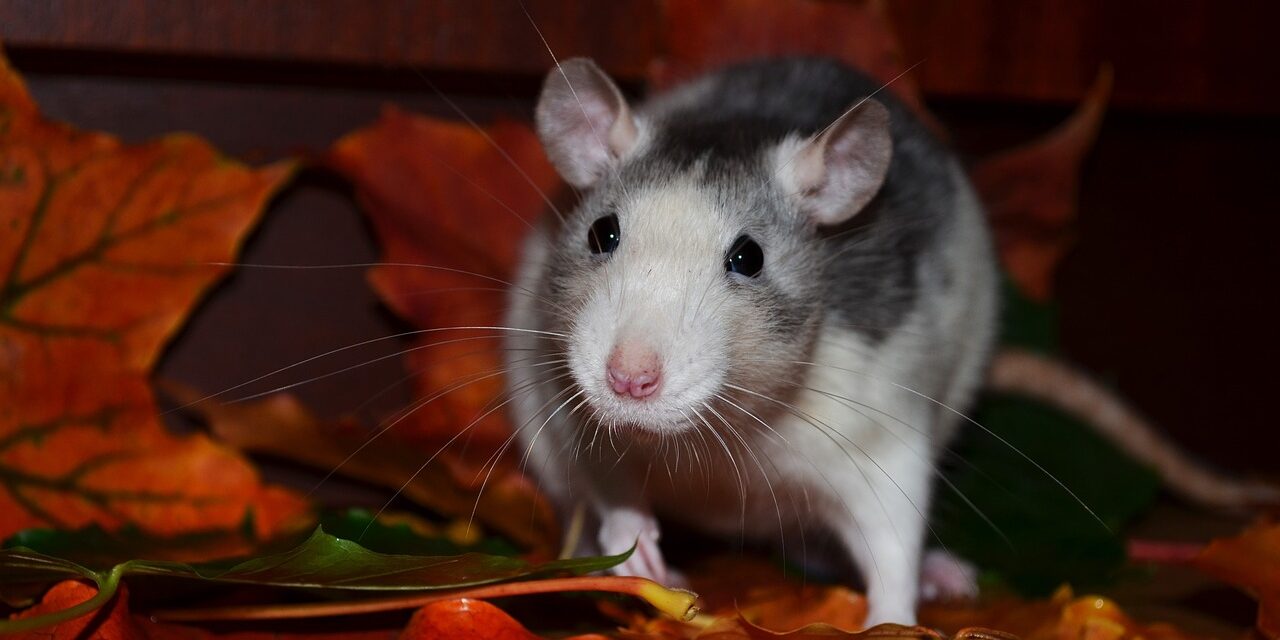 miš