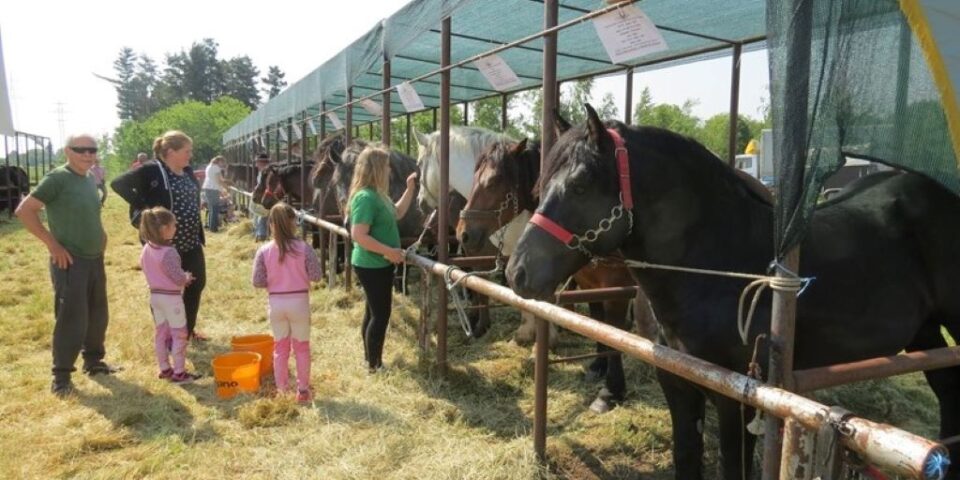 izložba stoke popovača