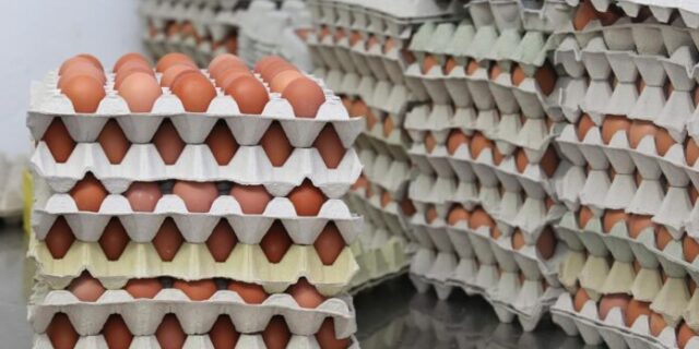 Pakovo Selo: Farma nesilica Kolari�te