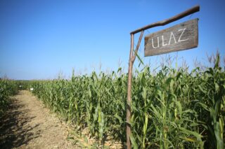 Nedaleko Ivanić-Grada ove godine je otvoren još veći kukuruzni labirint