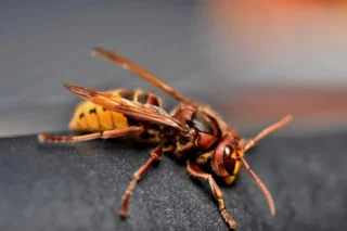 european-hornet-7540762_1280.jpg