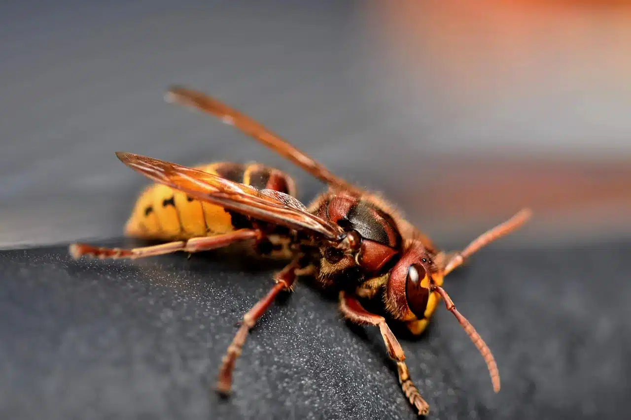 european-hornet-7540762_1280.jpg