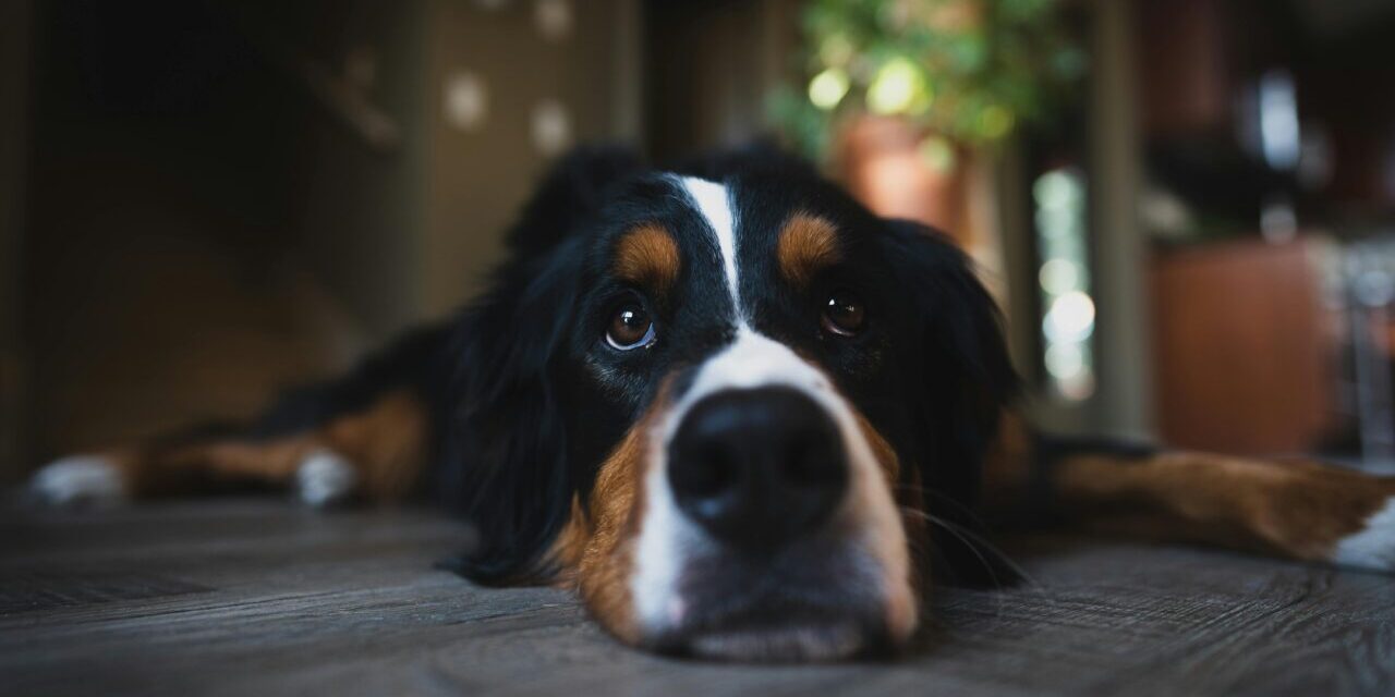 pexels-andrew-nevins-111152488-9996100-1280×853