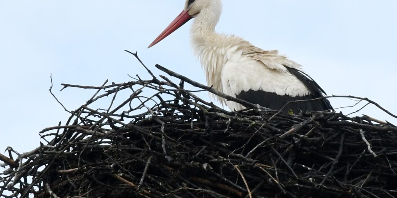 Rode se vratile u svoje gnijezdo u Letovaniću