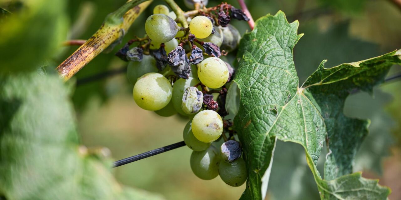 Samobor: Grožđe spremno za berbu čak mjesec dana ranije nego inače