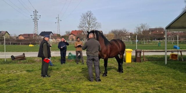 ocjenjivanje-pastuha-1
