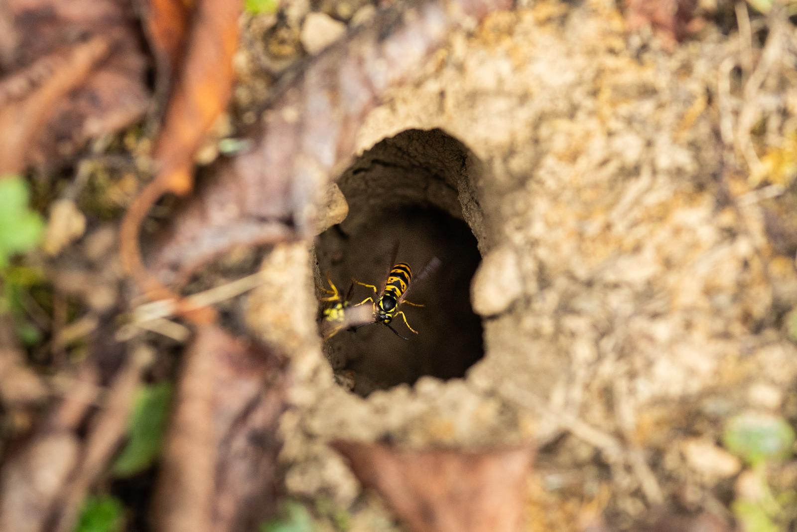 Kumrovec: Gnijezdo njemačkih osa ili žutog stršljena