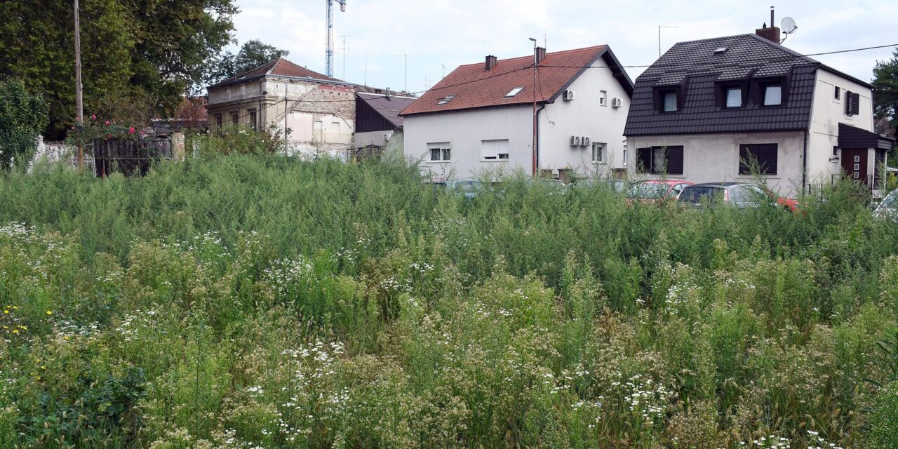 Sisak: Ambrozija raste iz temelja kuće srušene u potresu