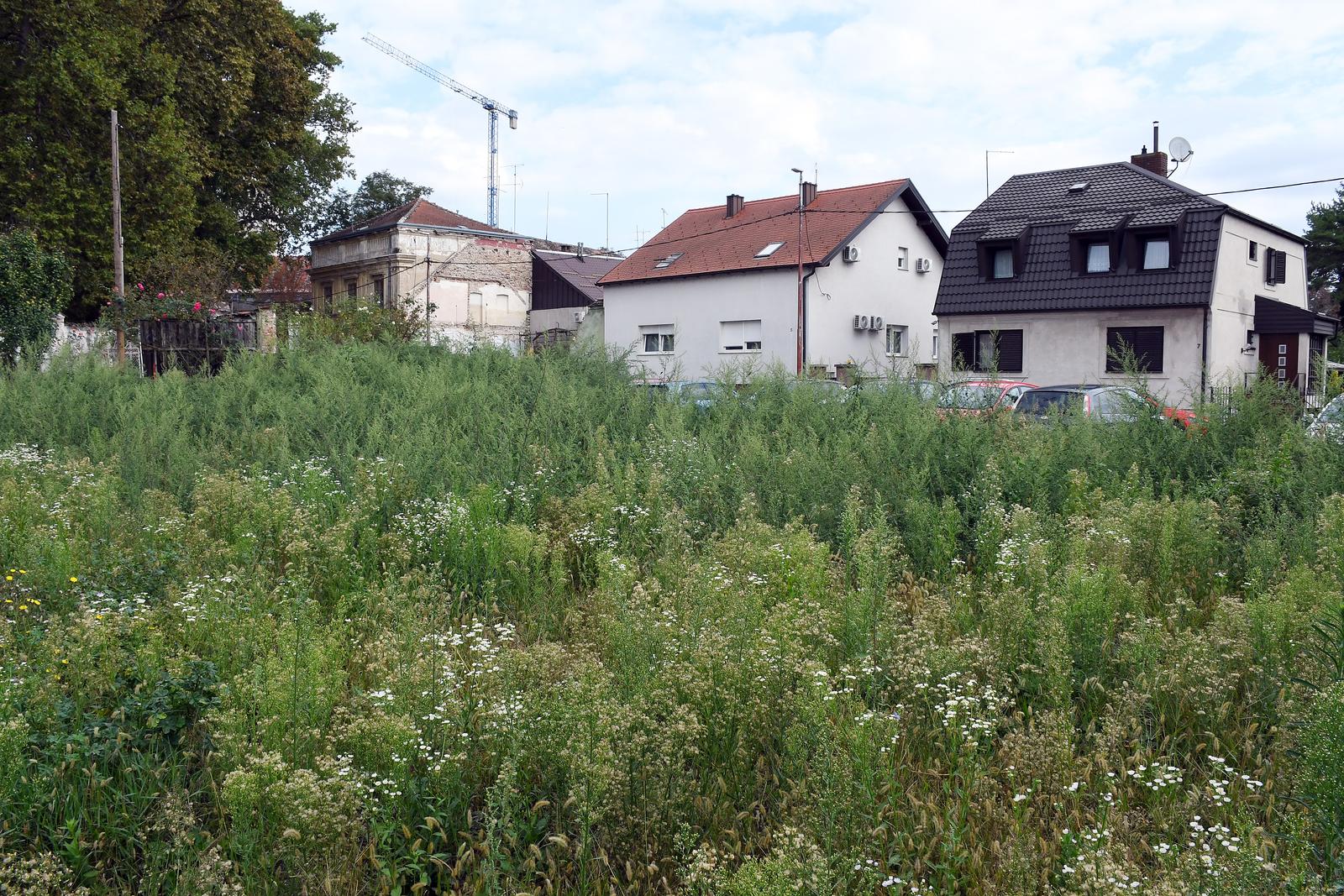 Sisak: Ambrozija raste iz temelja kuće srušene u potresu